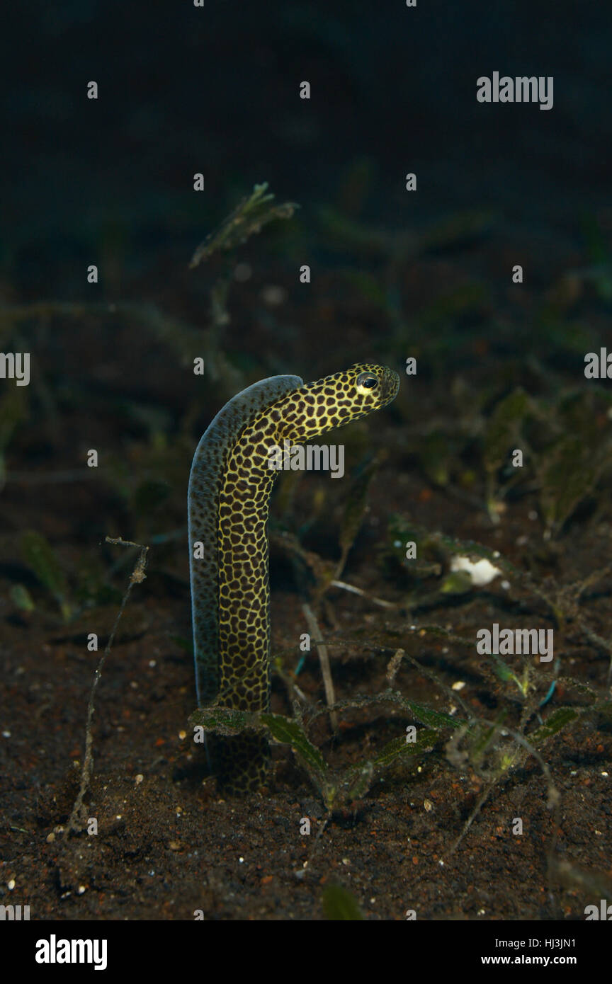 Foto subacquee di spotted Leopard o Taylor anguilla giardino spionaggio sul mare di erba in campo la sabbia nera di mare Balinese. Foto Stock