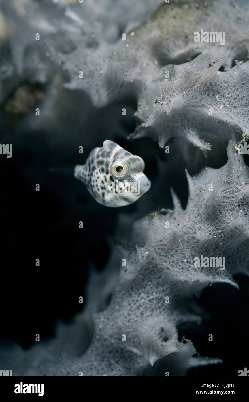 Foto subacquee di un minuscolo spotted capretti Filefish (Tetraodontidae) nascondendo la spugna Foto Stock