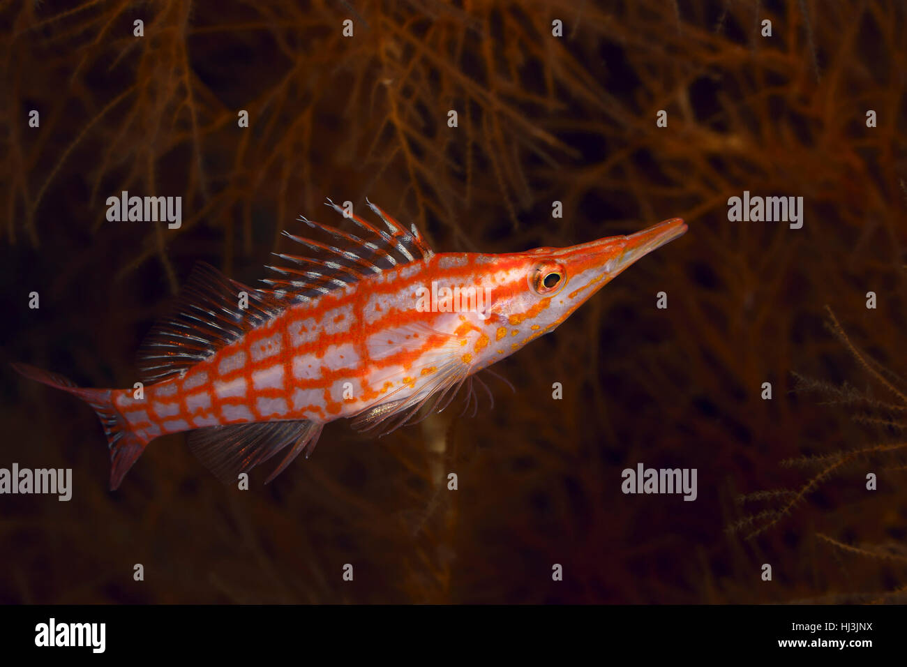 Foto subacquee di Longnose hawkfish tra i rami di corallo nero Foto Stock