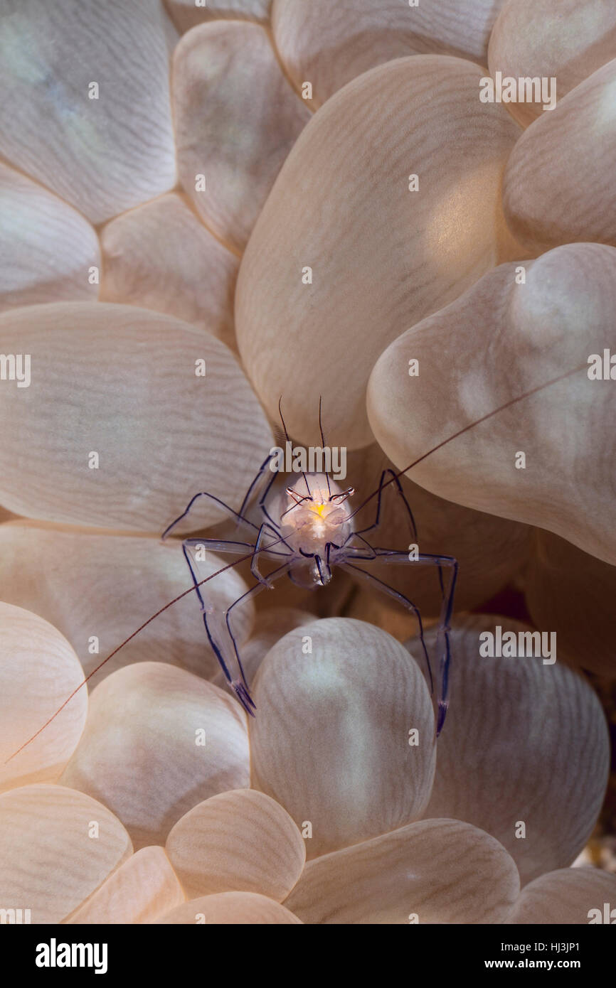 Underwater close-up foto del commensale trasparente di gamberi di inchiostro Vir philippinensis sulla bolla corallo Plerogyra sinuosa Foto Stock
