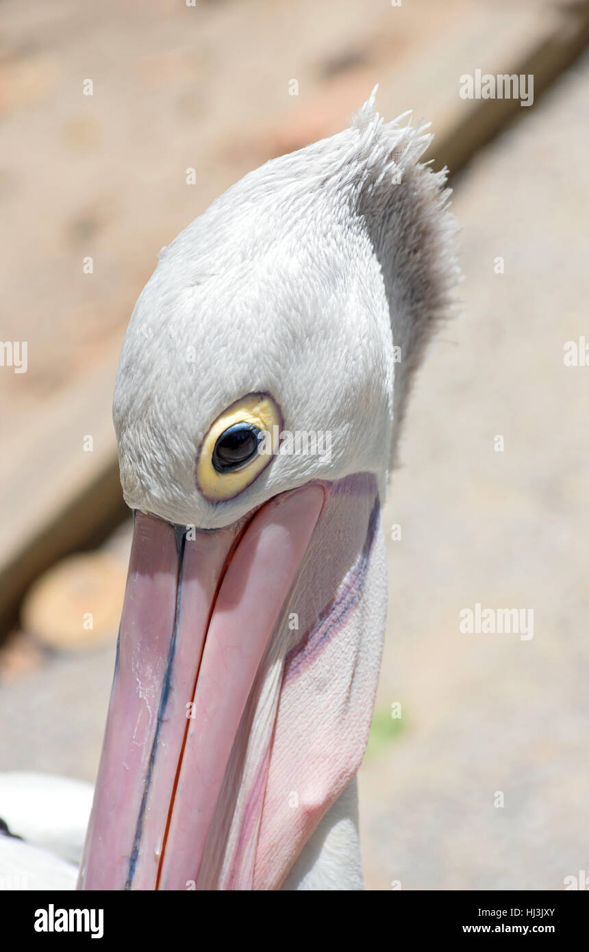 Pellicano australiano o pelecanus conspicillatus uccello becco closeup testa e occhio Foto Stock