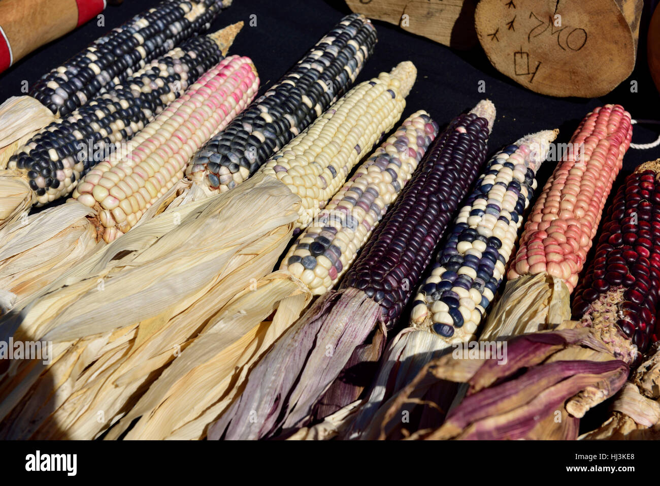 Tradizionale antica native American Indian o di mais vitreo, mais (Zea mays var. indurata) Foto Stock