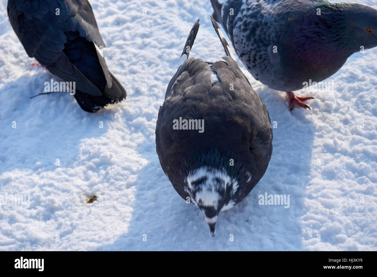 Uno stormo di colombe! La ricerca di cibo nella stagione invernale Foto Stock