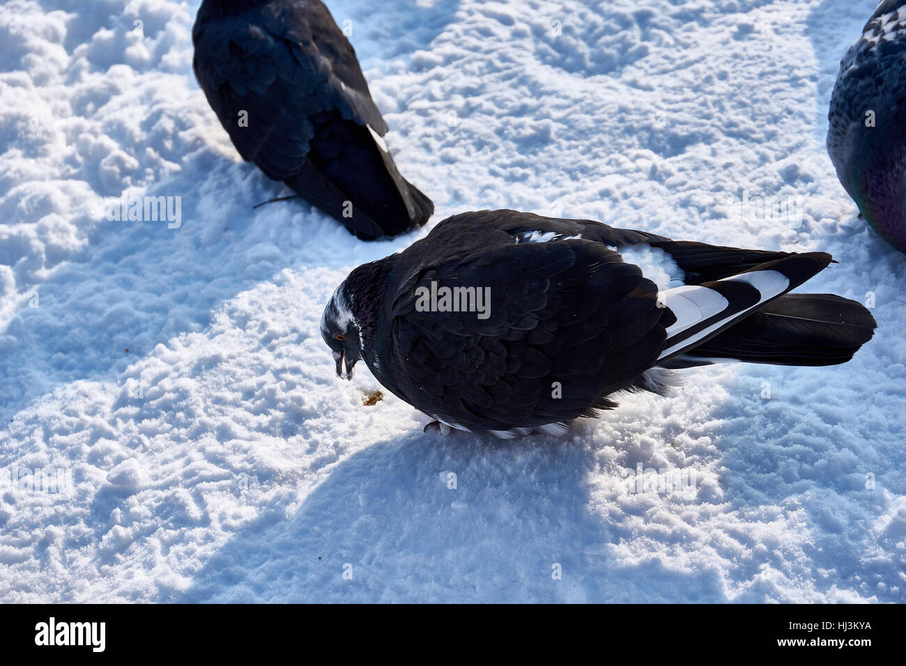 Uno stormo di colombe! La ricerca di cibo nella stagione invernale Foto Stock