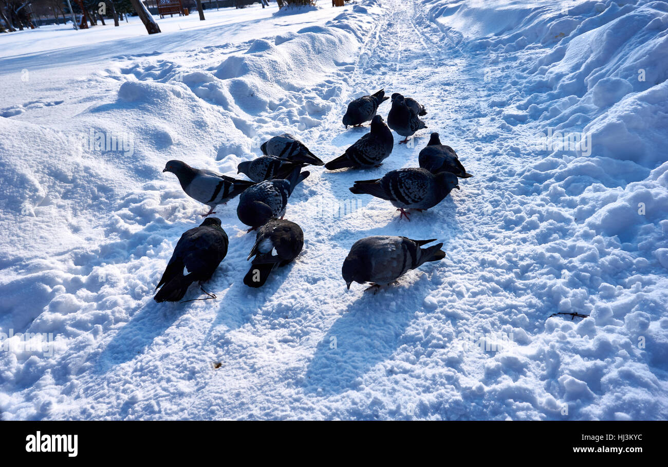 Uno stormo di colombe! La ricerca di cibo nella stagione invernale Foto Stock