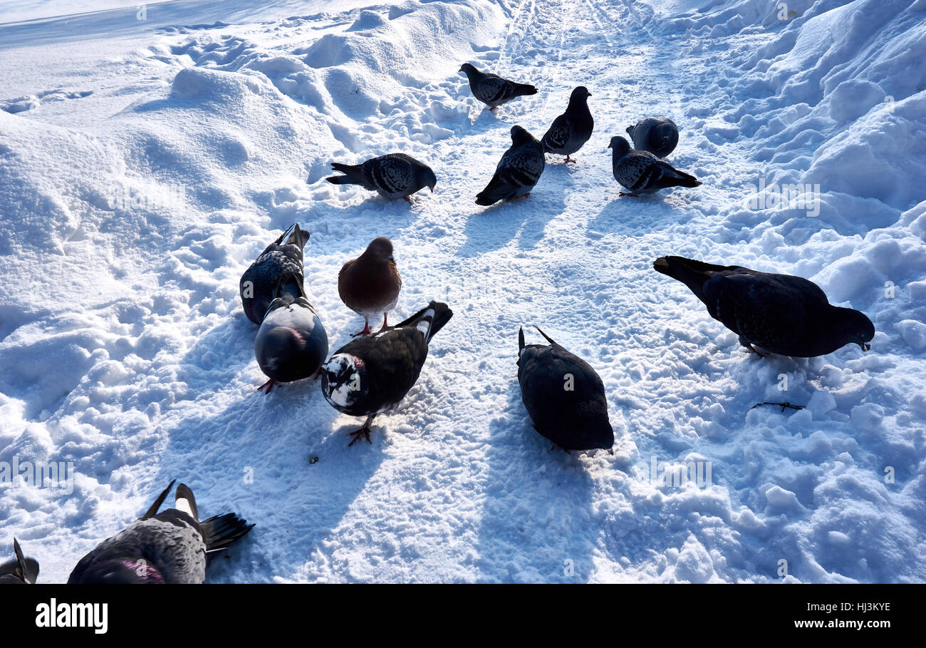 Uno stormo di colombe! La ricerca di cibo nella stagione invernale Foto Stock