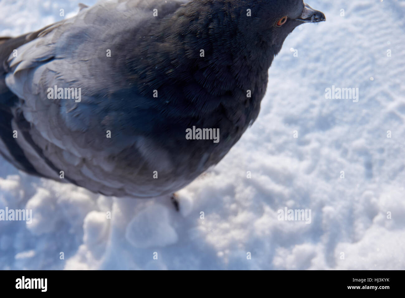 Uno stormo di colombe! La ricerca di cibo nella stagione invernale Foto Stock