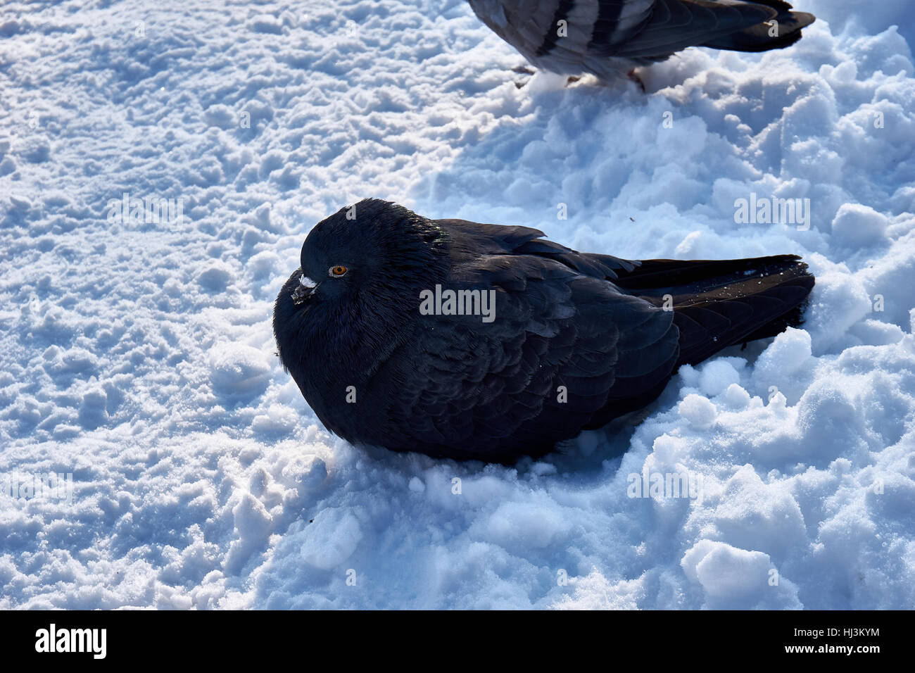 Uno stormo di colombe! La ricerca di cibo nella stagione invernale Foto Stock