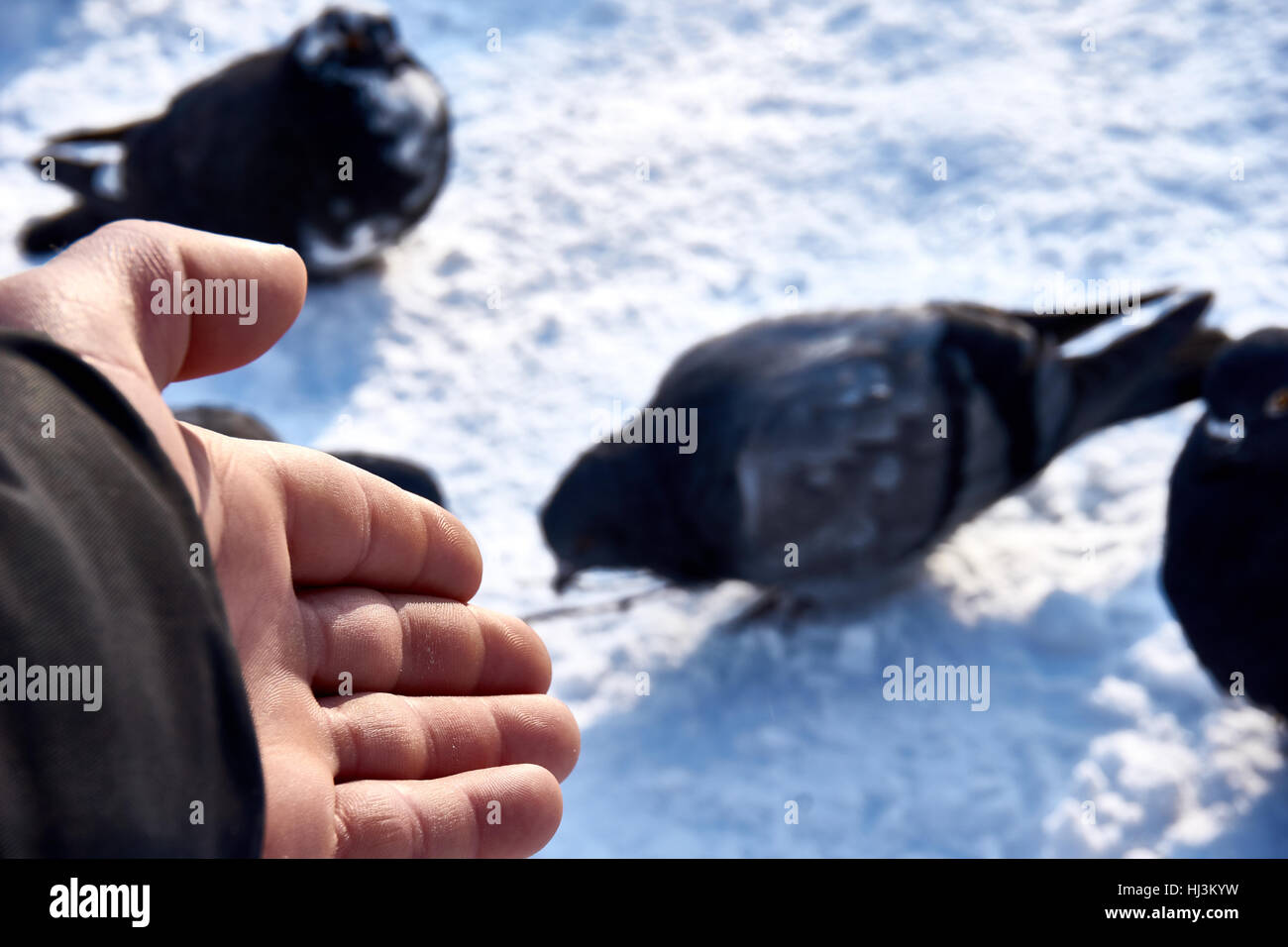 Uno stormo di colombe! La ricerca di cibo nella stagione invernale Foto Stock
