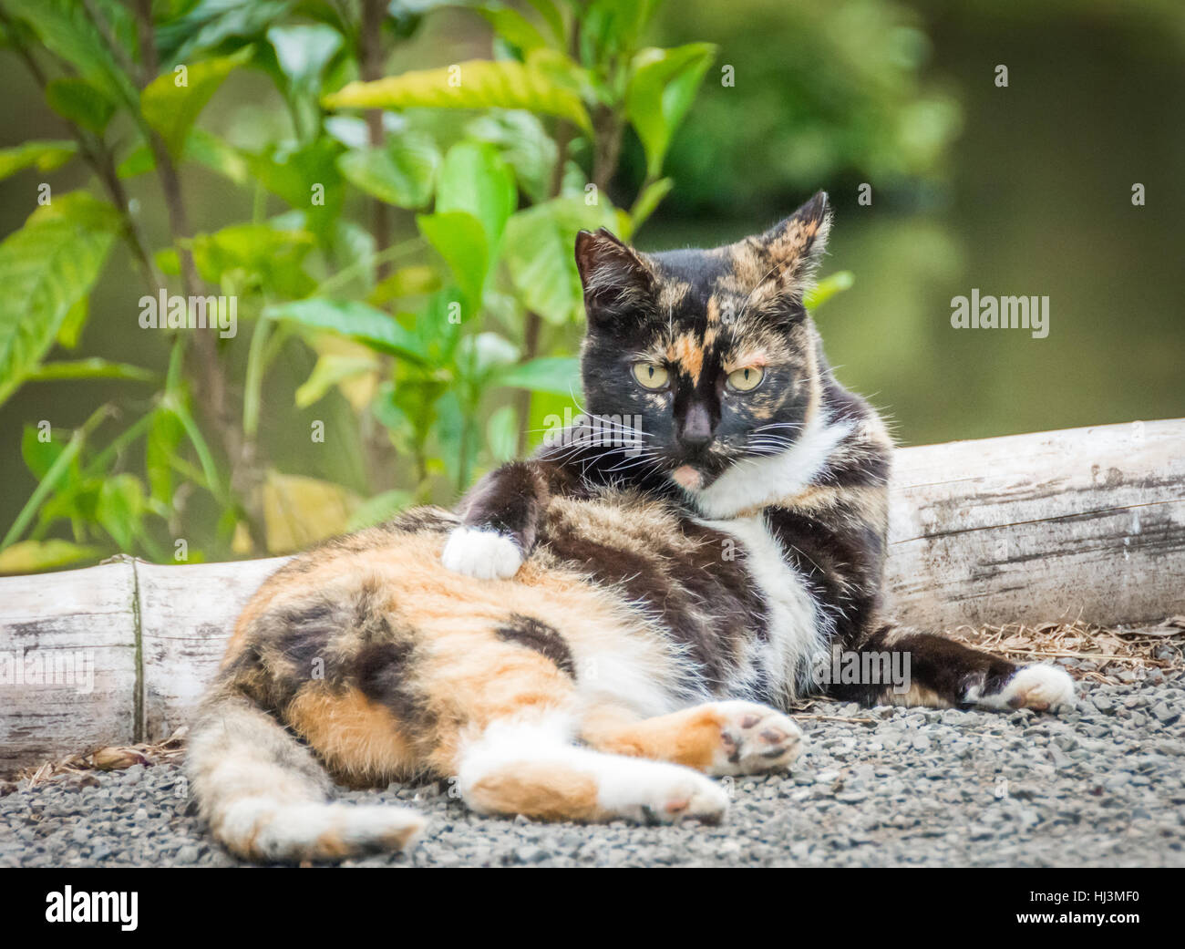 Un feral cat distanziare come esso poggia in una posizione scomoda. Foto Stock