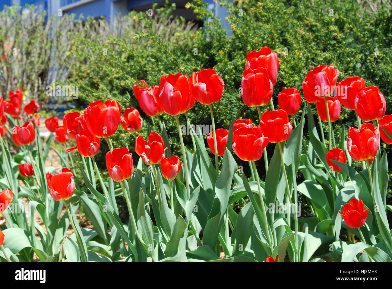 Rosso cardinale tulipani in formazione a molla Foto Stock