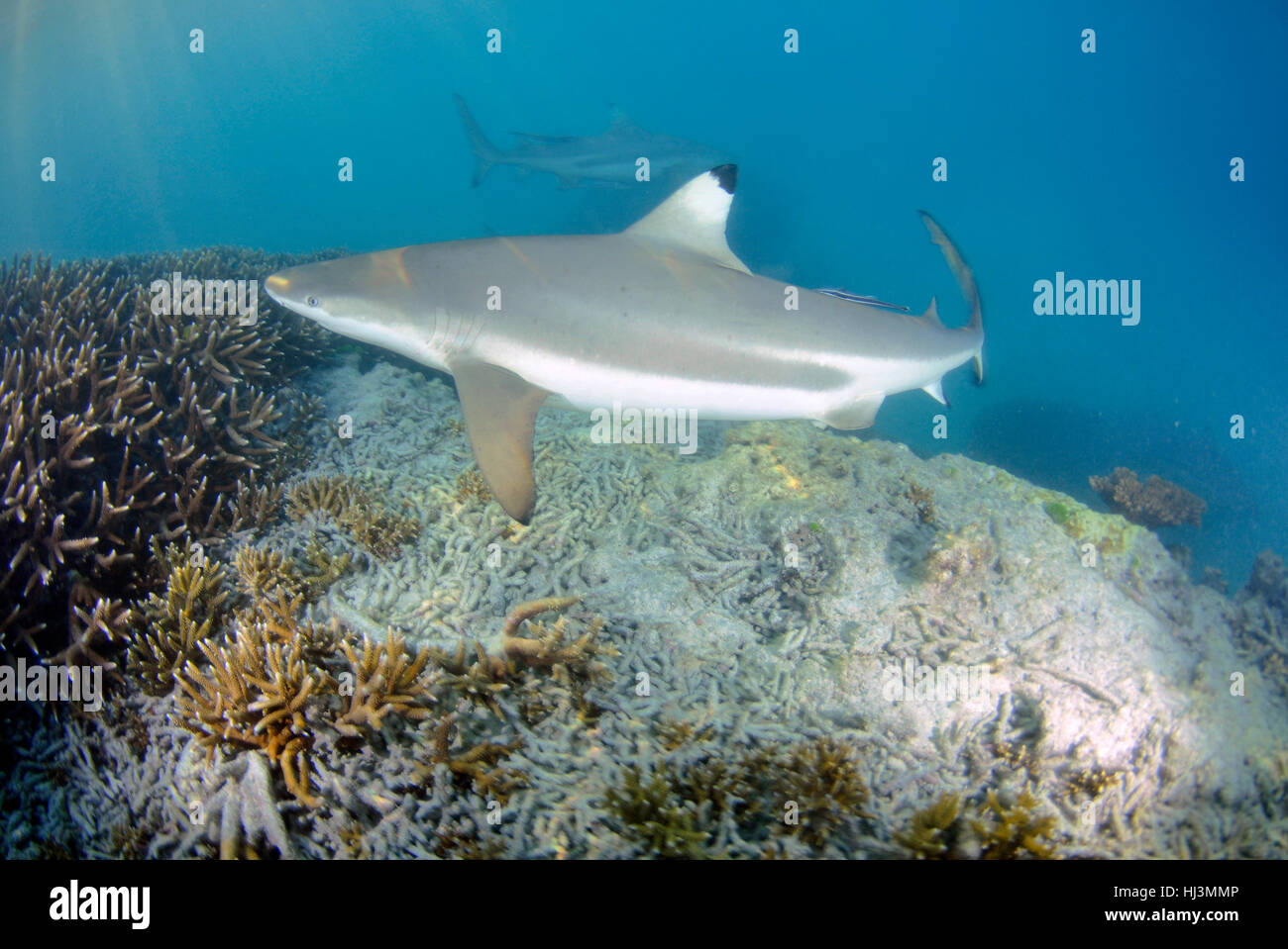 Blacktip gli squali, Carcharhinus melanopterus, in Coral reef, Acropora sp., l'Isola Heron, della Grande Barriera Corallina, Australia Foto Stock
