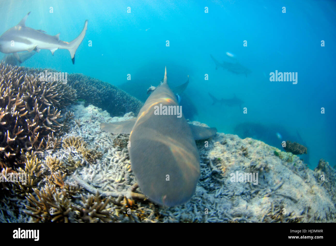 Blacktip gli squali, Carcharhinus melanopterus, in Coral reef, Acropora sp. L'Isola Heron Grande Barriera Corallina in Australia Foto Stock