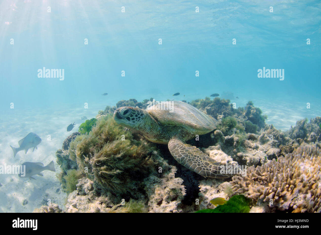 Tartaruga Verde, Chelonia Mydas, in una leggera barriera corallina, Shark Bay, l'Isola Heron, della Grande Barriera Corallina, Queensland, Australia Foto Stock