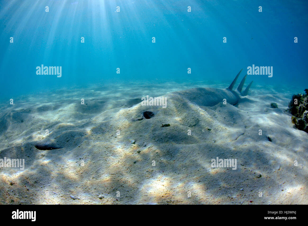Pala gigante dal naso-ray, Glaucostegus typus, in acque poco profonde off Shark Bay, l'Isola Heron, della Grande Barriera Corallina, Queensland, Australia Foto Stock