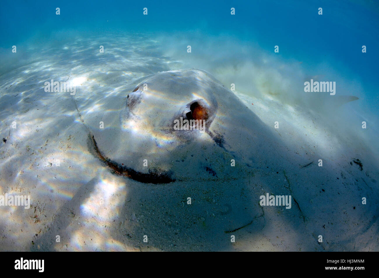 Cowtail stingray, Pastinachus sephen, sepolto nella sabbia in acque poco profonde off Shark Bay, l'Isola Heron, della Grande Barriera Corallina, Queensland, Australia Foto Stock