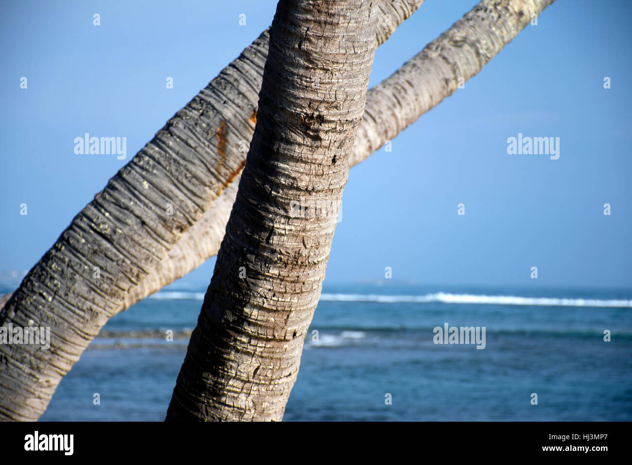 Tre Tronchi di cocco in riva al mare della spiaggia Hauula, Oahu, Hawaii, STATI UNITI D'AMERICA Foto Stock