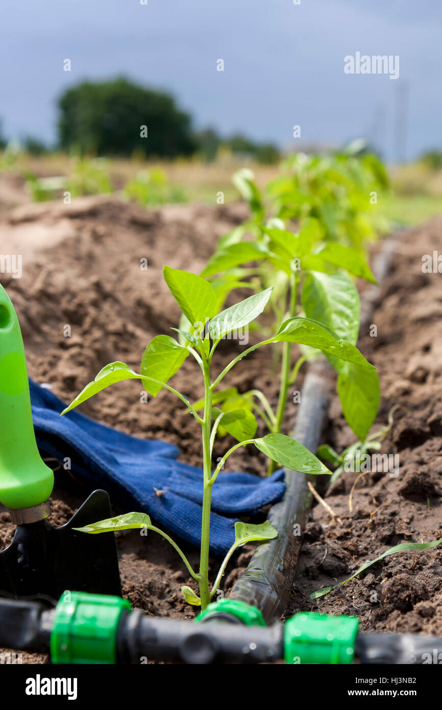 I germogli giovani pepe e attrezzi da giardino con irrigazione a goccia  contro orto sfondo domestico. Concetto di ecologia Foto stock - Alamy