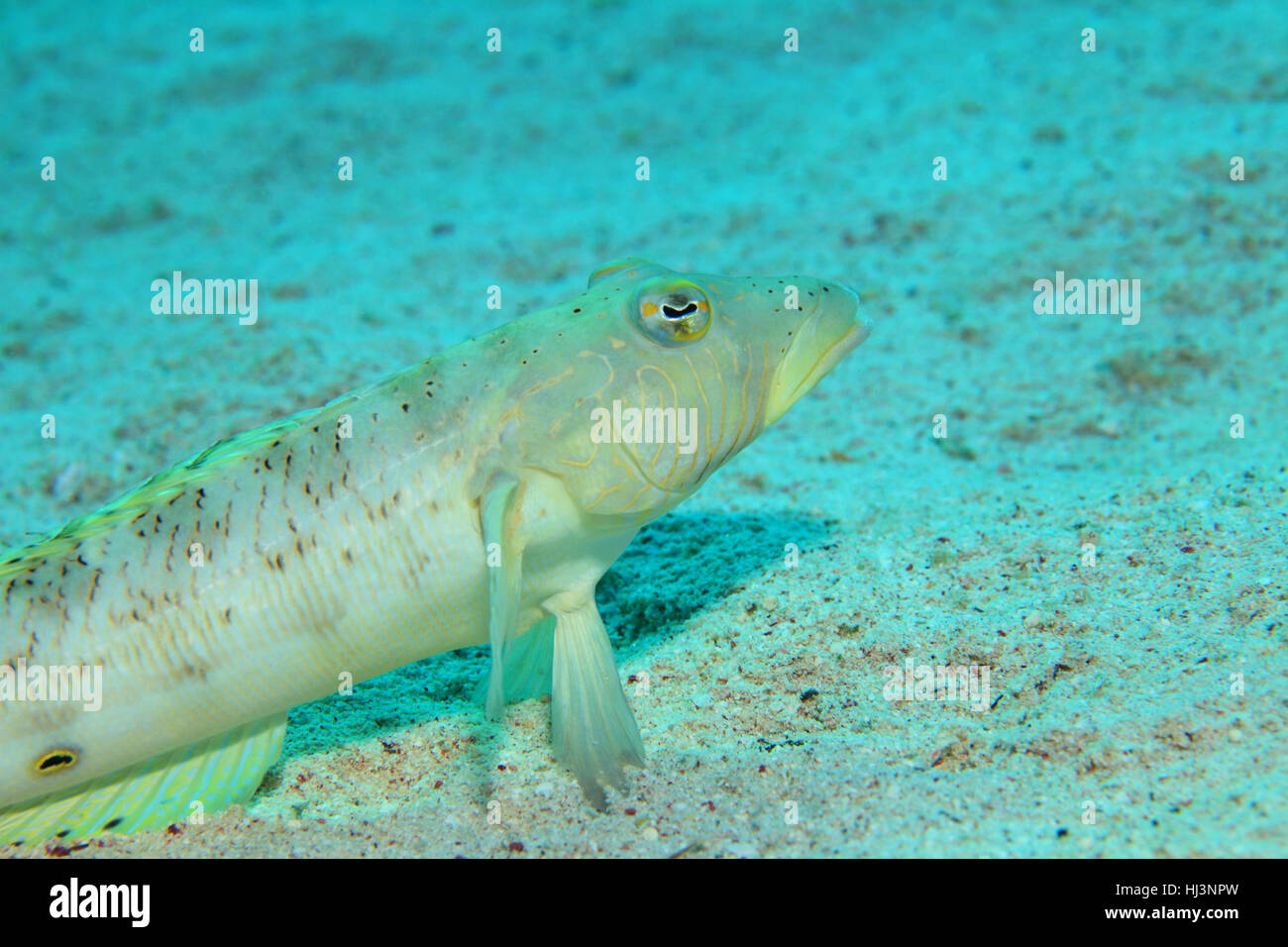Sandperch maculato Pesce (Parapercis hexophthalma) sott'acqua sul fondo sabbioso del mare rosso Foto Stock