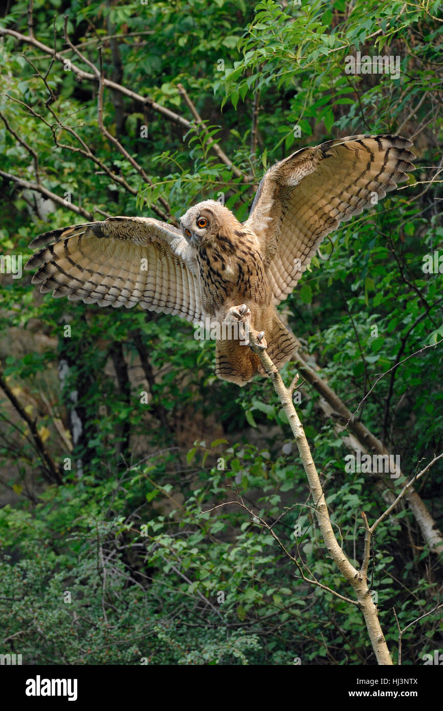 Nord del gufo reale (Bubo bubo ) diffondendo, aprendo le sue ali, bilanciamento sulla cima di un bastone di legno, albero, giocoso, la fauna selvatica. Foto Stock