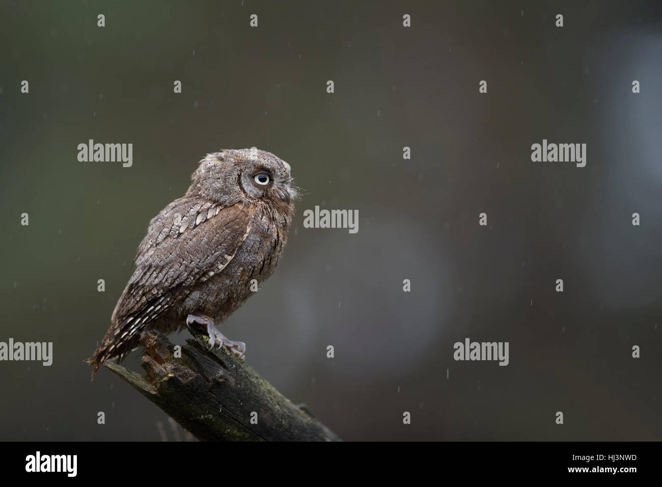 Eurasian Assiolo (Otus scops ), appollaiato su un pezzo di legno, guardando, attento, pioggia, pulire sfondo, minuscolo rapace. Foto Stock