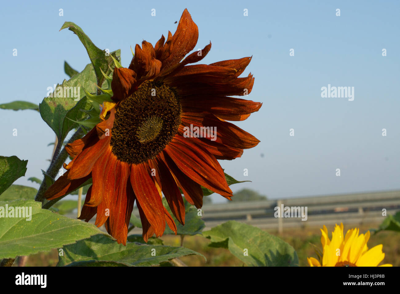 Un campo di girasoli in mattinata con API Foto Stock