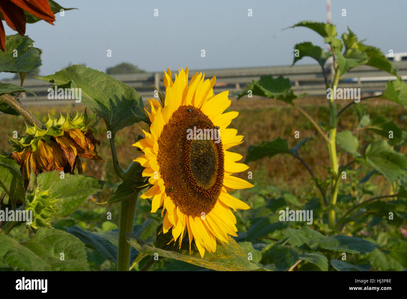 Un campo di girasoli in mattinata con API Foto Stock