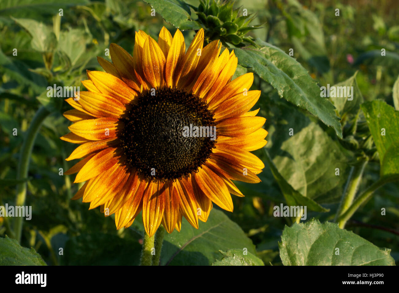 Un campo di girasoli in mattinata con API Foto Stock