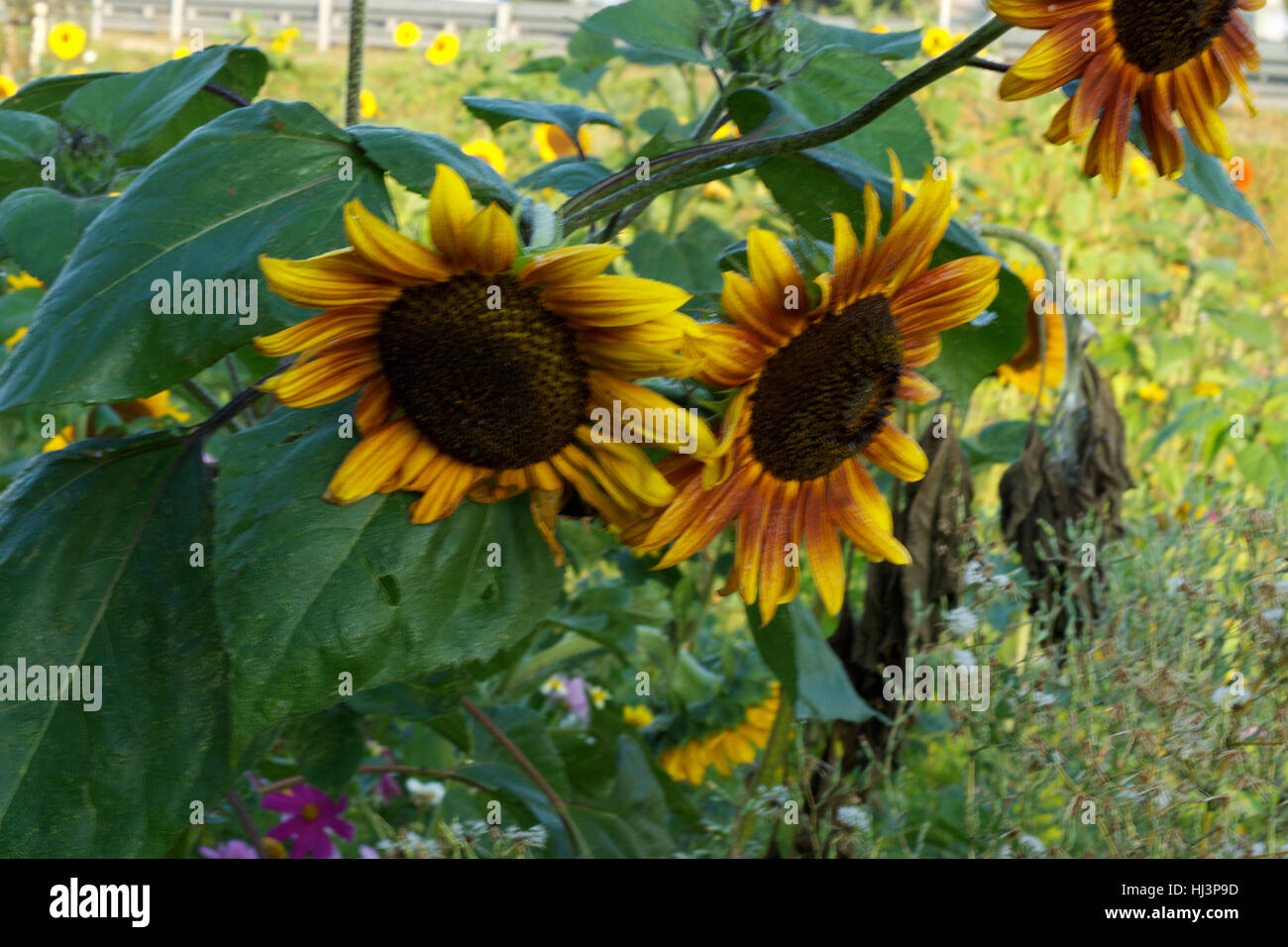 Un campo di girasoli in mattinata con API Foto Stock