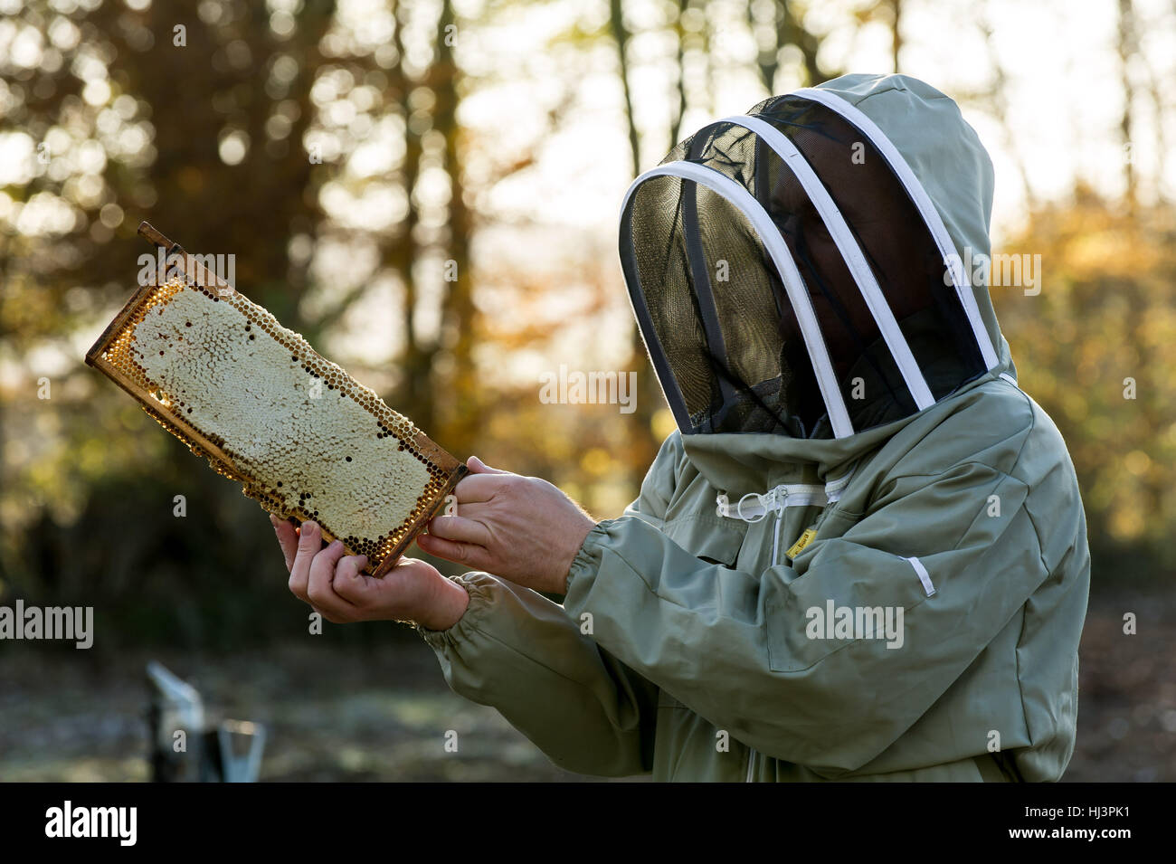 Produzione di miele naturale e di imbottigliamento in vasetti per la vendita al dettaglio. Foto Stock