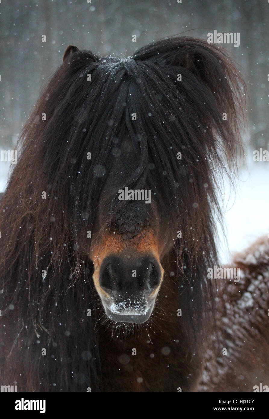 Cavallo islandese con lungo avambraccio e muso innevato in caduta di neve Foto Stock