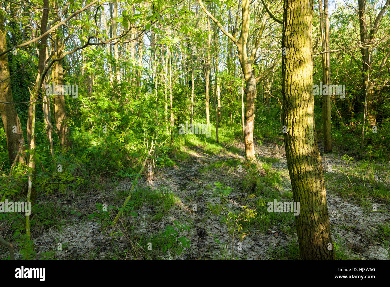 Il sole splende attraverso boschi di alberi in primavera, England, Regno Unito Foto Stock