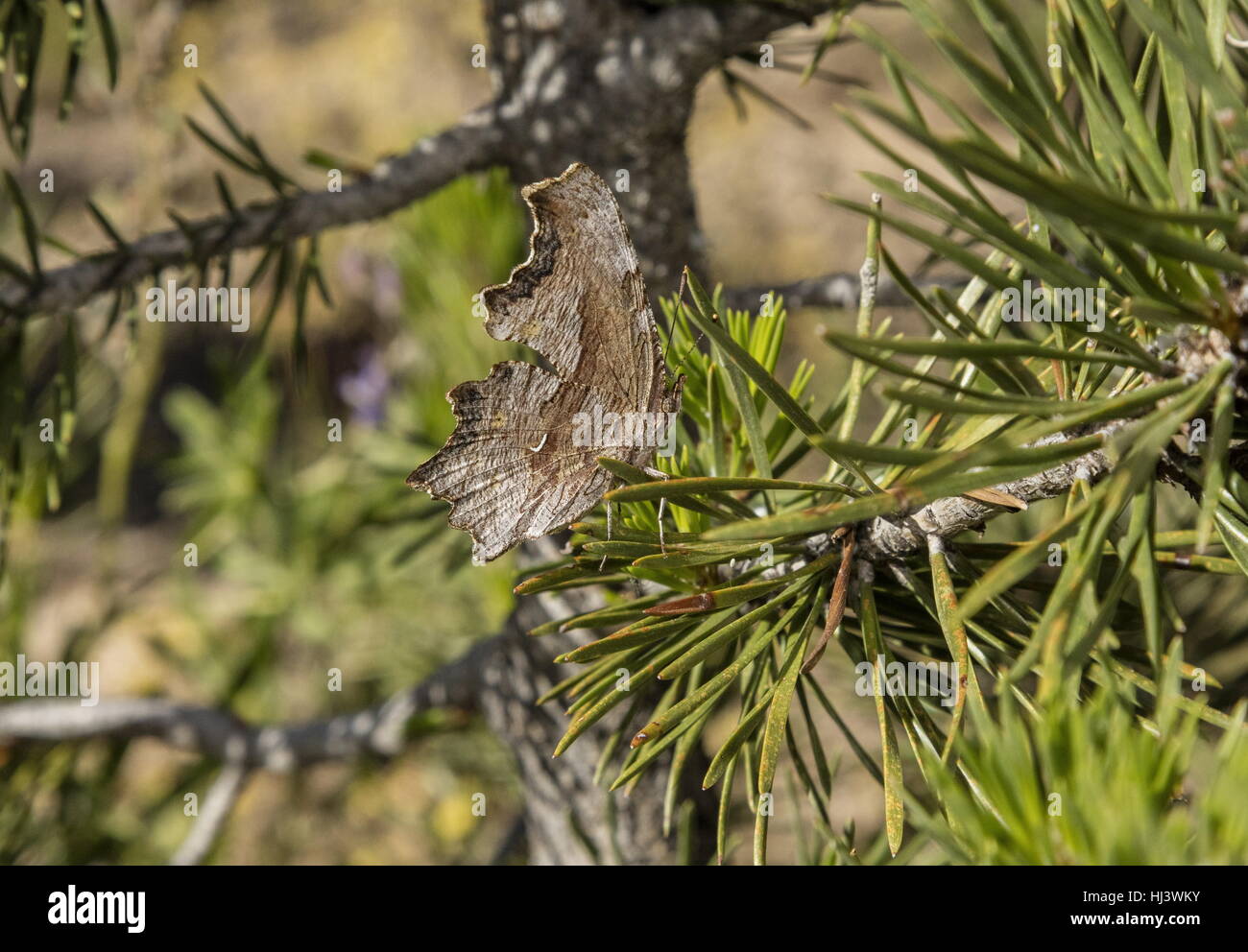 Gilbert la tartaruga, Aglais milberti, chiuso su albero di pino. Foto Stock