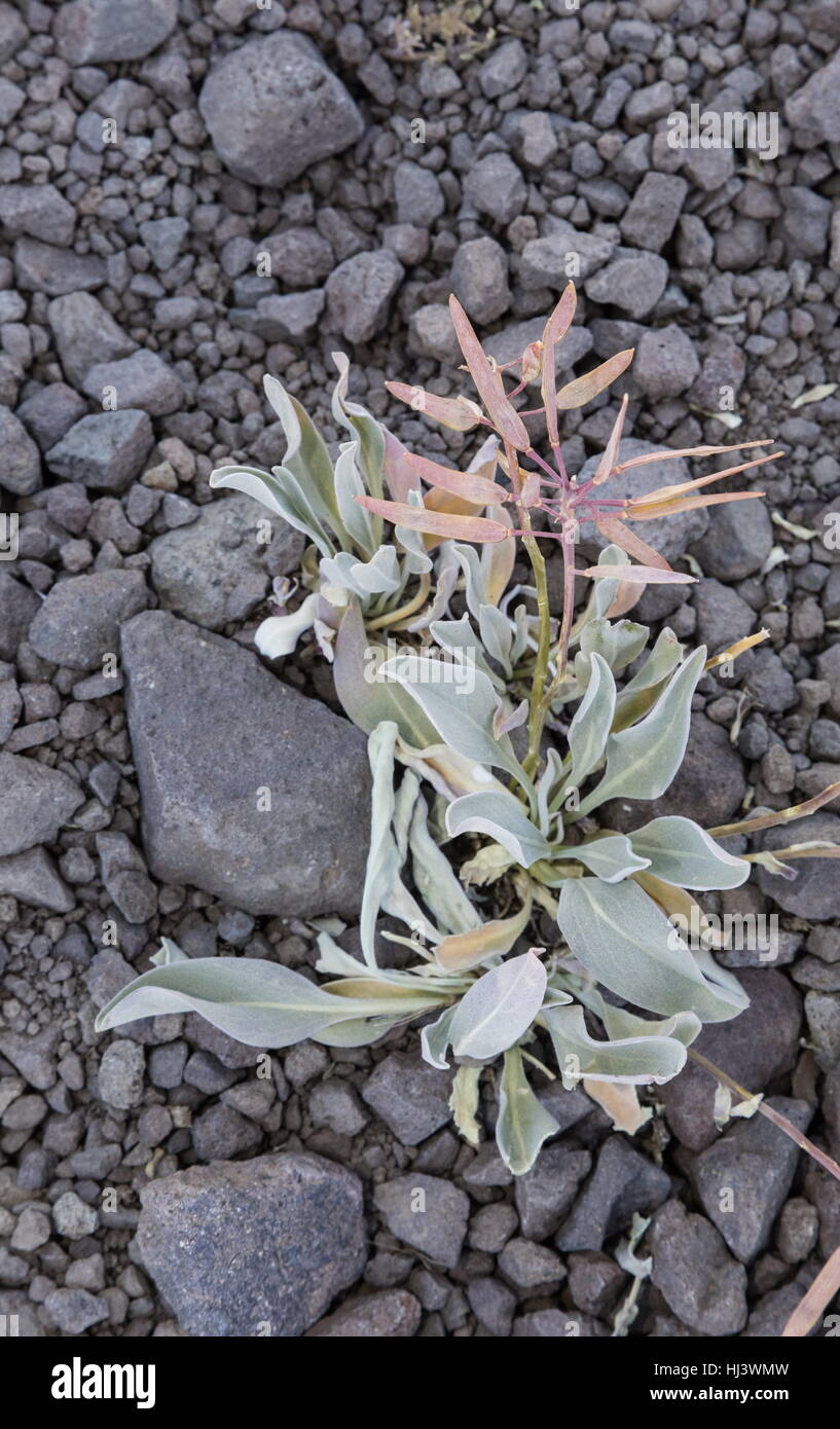 Pugnale pod, Phoenicaulis cheiranthoides, nella frutta; Sierra Nevada. Foto Stock