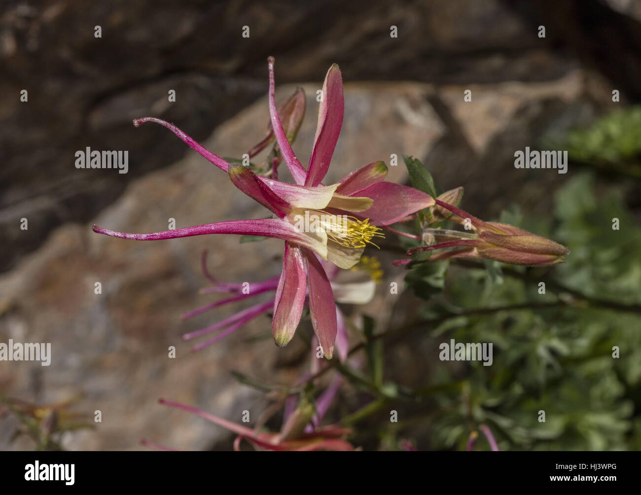 Un ibrido aquilegia alpina, Aquilegia pubescens x Aquilegia formosa, bisaccia laghi, il Parco Nazionale di Yosemite. Foto Stock