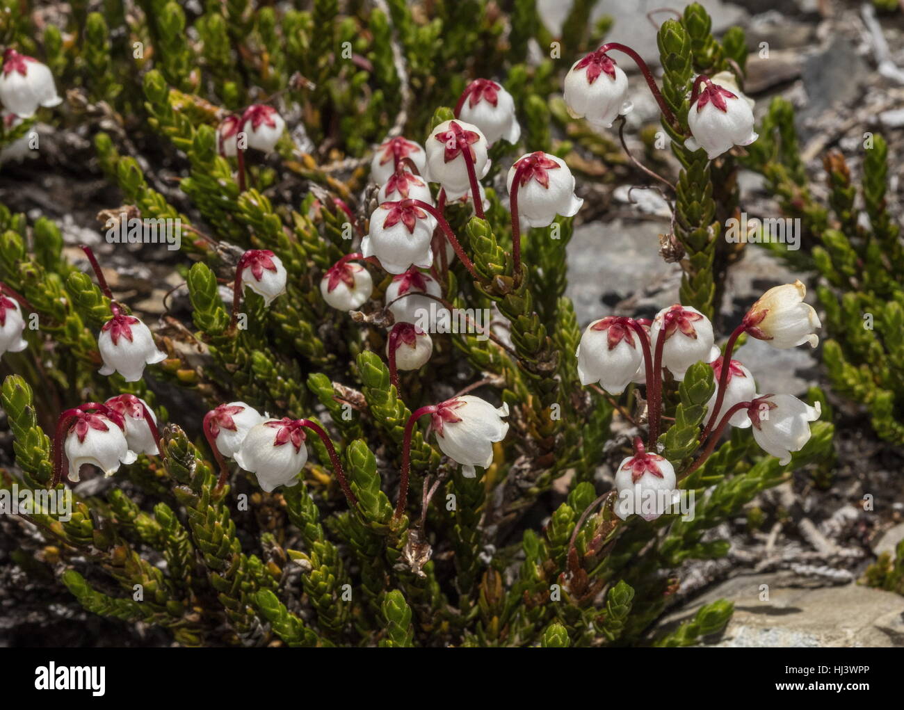 Montagna bianca heather, Cassiope mertensiana in fiore in high Sierra Nevada, in California. Foto Stock