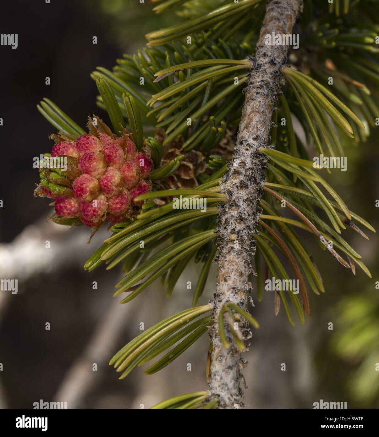 Bristlecone pine, Pinus longaeva - giovani cono maschio e gli aghi. White Mountains, California. Foto Stock