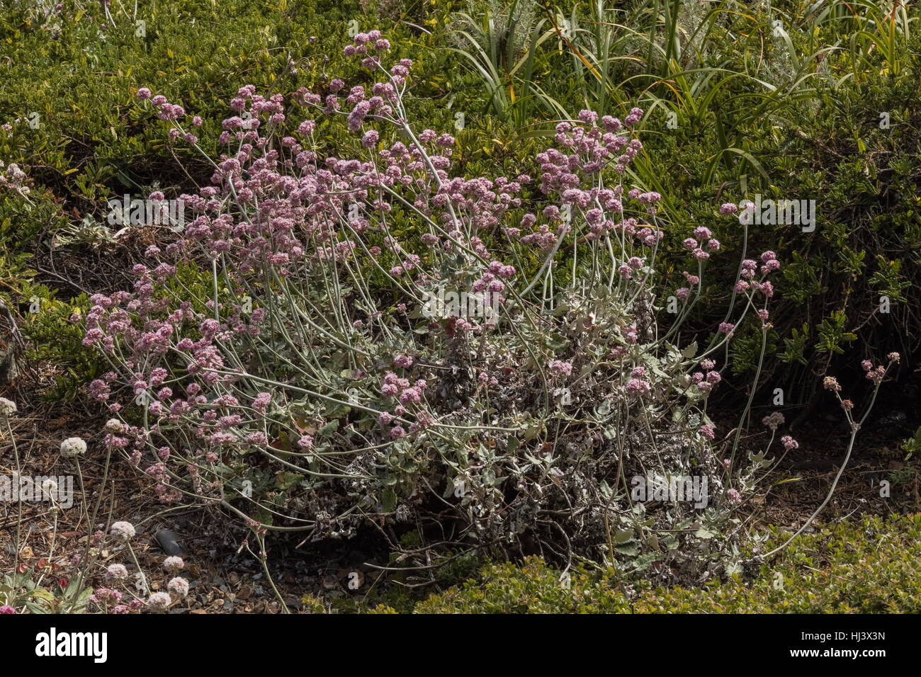 Redflower grano saraceno, San Miguel Island il grano saraceno, rosso-fiorito Pacific Island selvatica del grano saraceno, Eriogonum grande ssp. rubescens California. Foto Stock