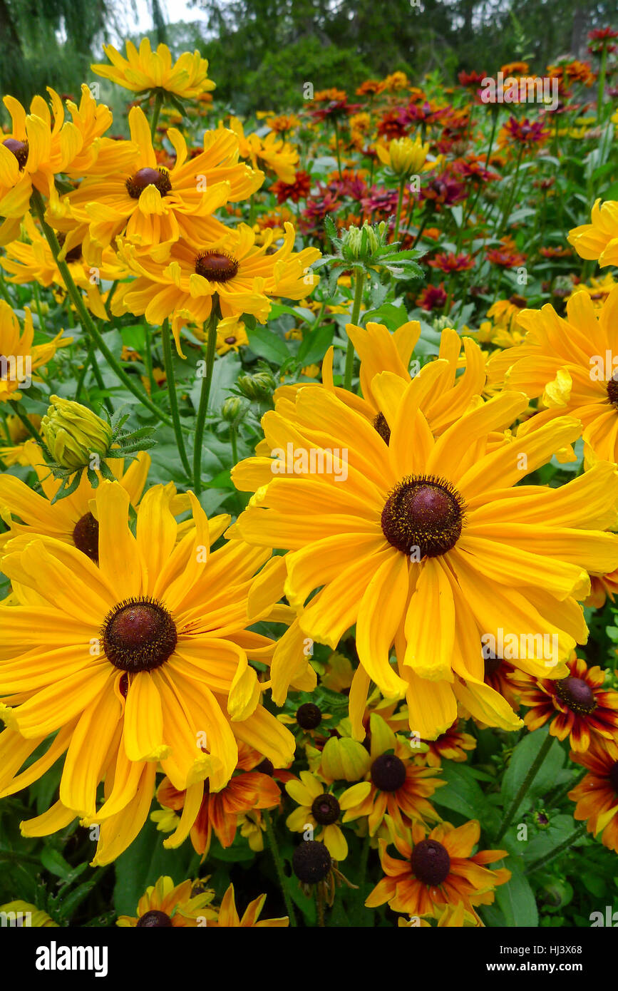 Una massa piantagione di Rudbeckia fiorisce in un giardino estivo Foto Stock