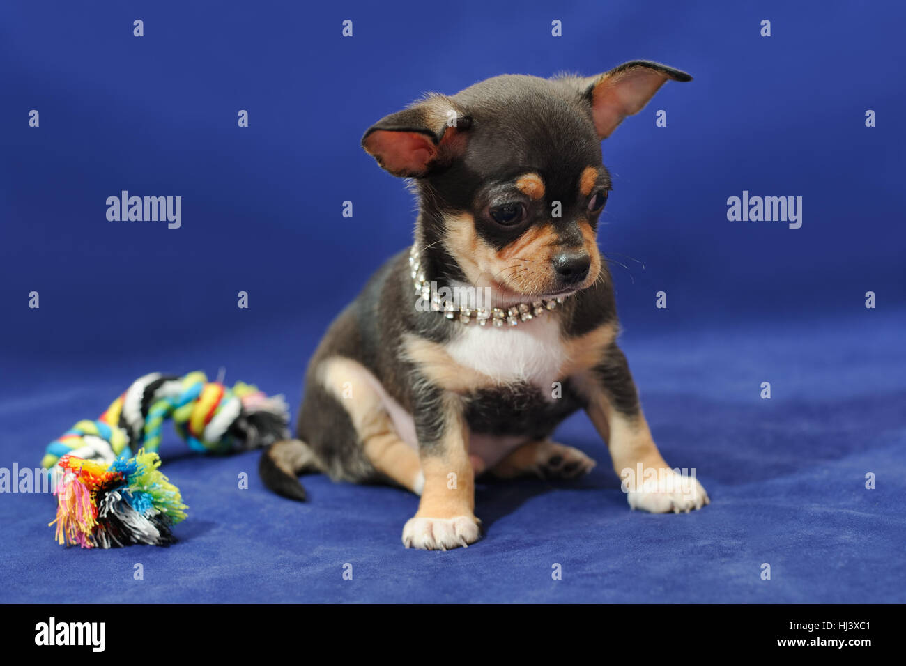 Nero e marrone chiaro con cucciolo Chihuahua bianco a pelo corto Foto stock  - Alamy