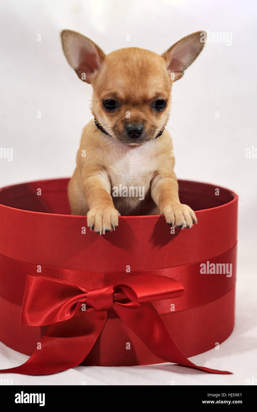 Sweety in una confezione regalo. Rosso a pelo corto Chihuahua cucciolo Foto  stock - Alamy