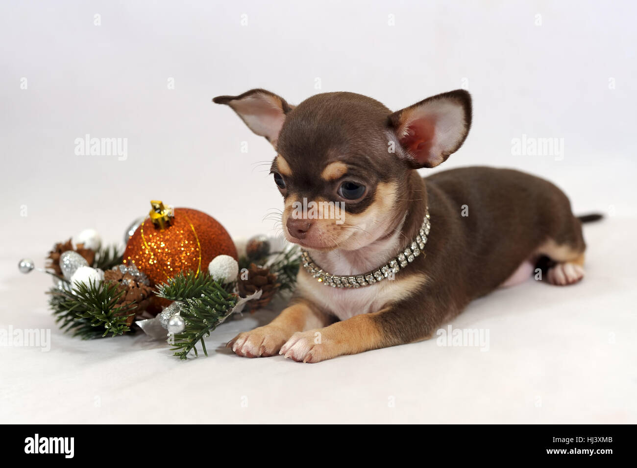 Nuovo anno sorpresa. Marrone e marrone a pelo corto Chihuahua cucciolo Foto Stock