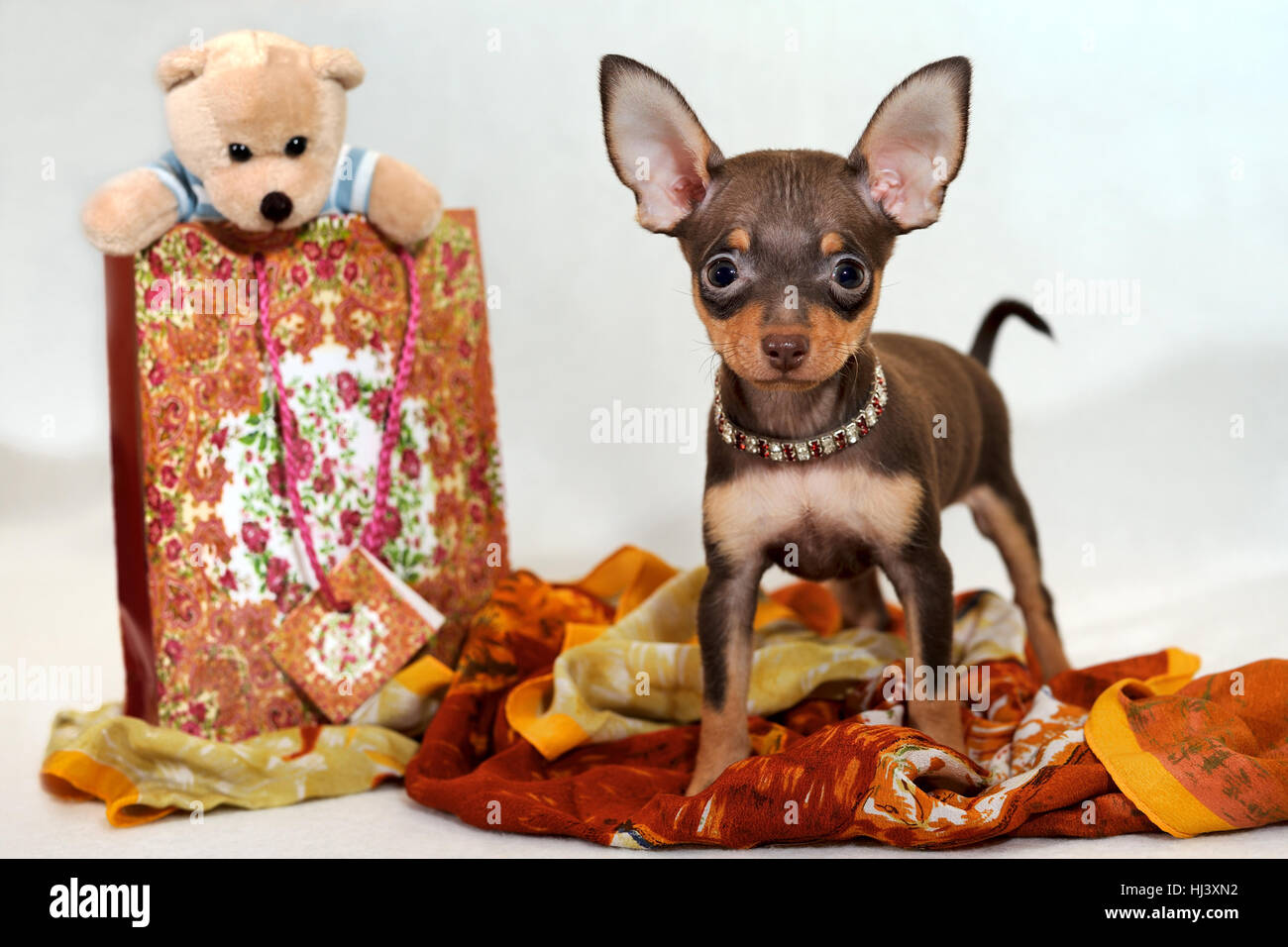 Principe di Oriente. Marrone a pelo corto Russkiy toy (Russo toy terrier)  con doni Foto stock - Alamy