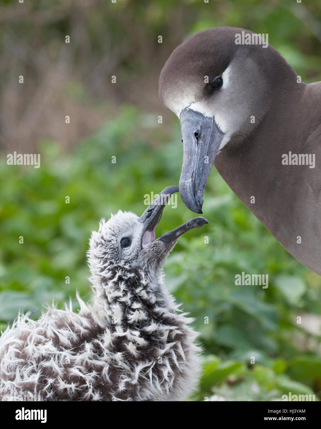 Il giovane pulcino di Albatross con zampe nere chiede ai genitori di mangiare sull'Atollo Midway, nel monumento nazionale marino di Papahanaumokuakea. Nigripes di Phoebastria Foto Stock