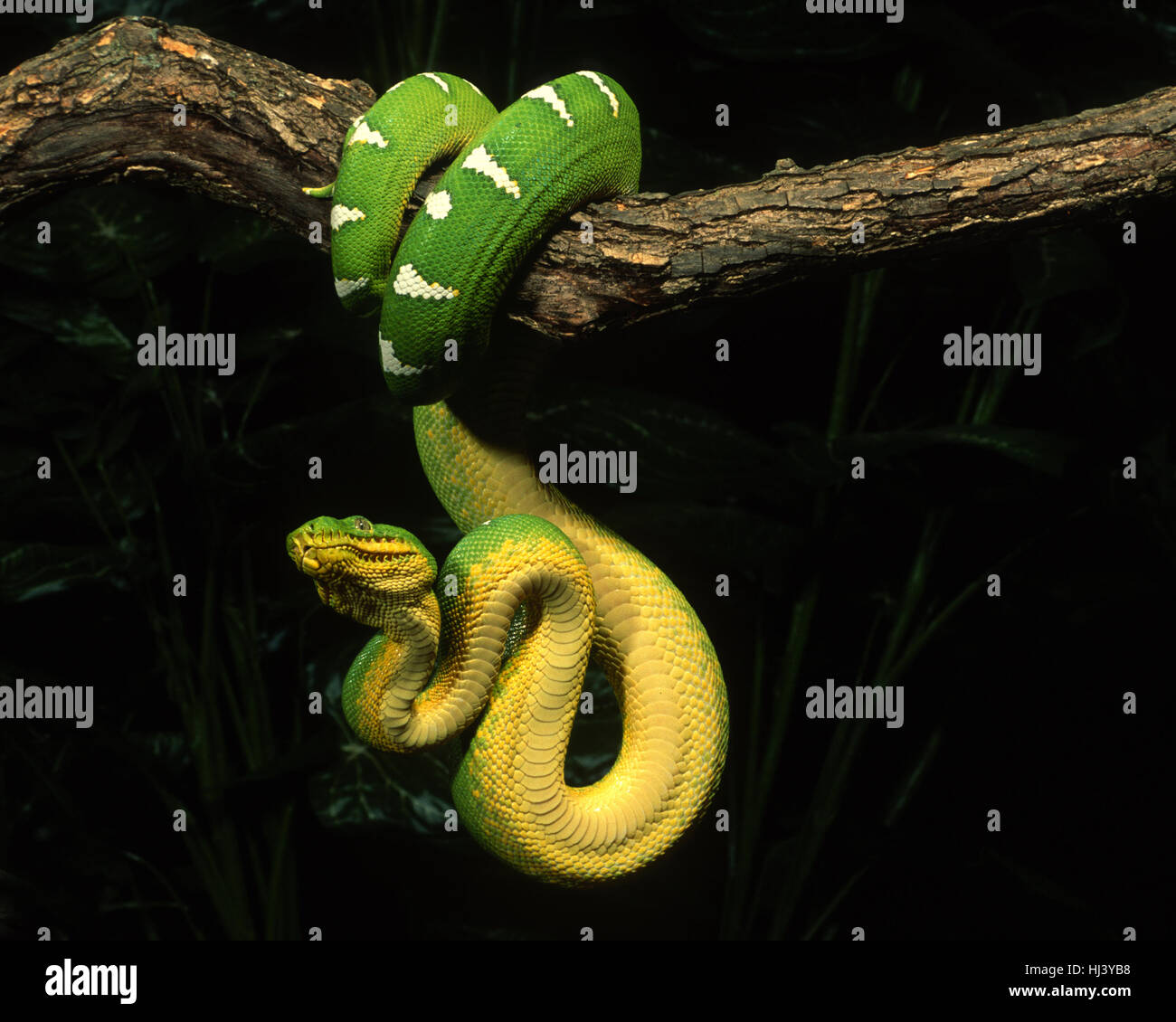 Emerald Tree Boa (Corallus canina) appeso al ramo dell'albero Foto Stock