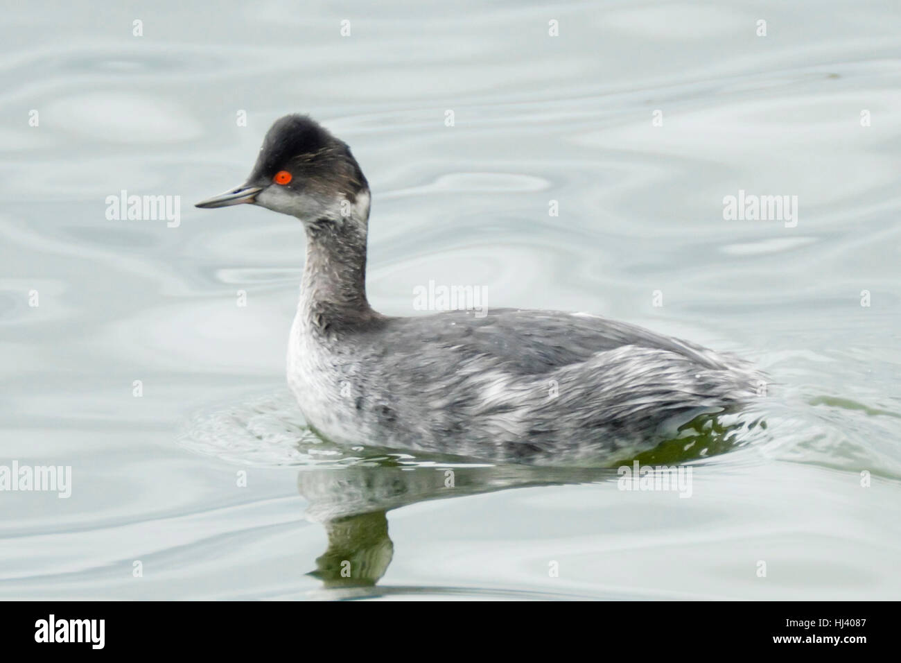 Eared Grebe waterbird in inverno piumaggio pagaiando sul laghetto. Foto Stock