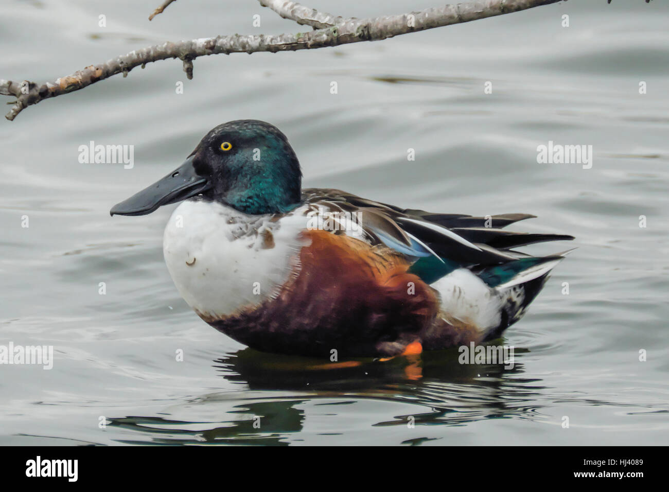Maschio mestolone settentrionale anatra selvatica ha finito preening piume durante il riposo in acqua Foto Stock