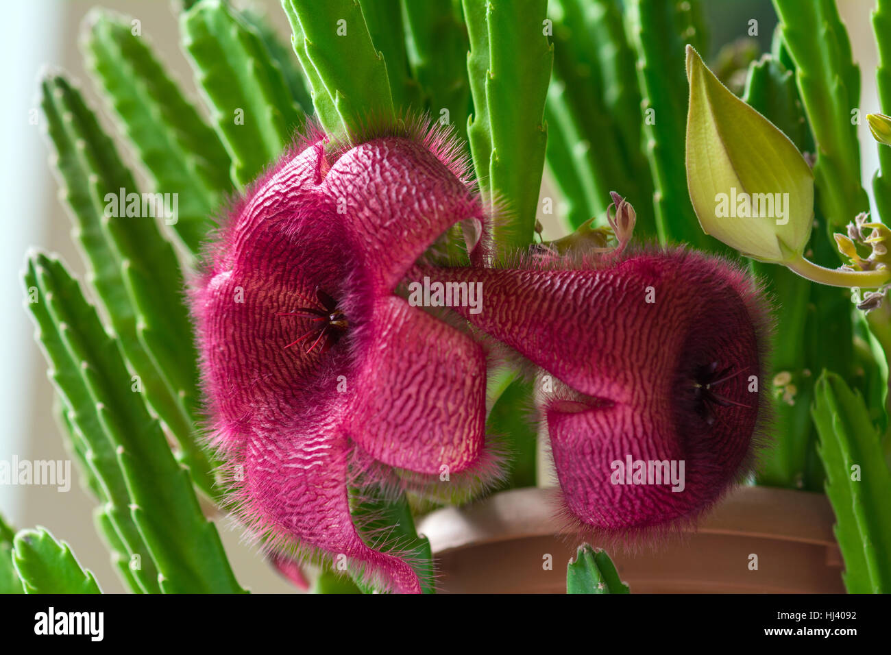 Stapelia nobilis flower Foto Stock