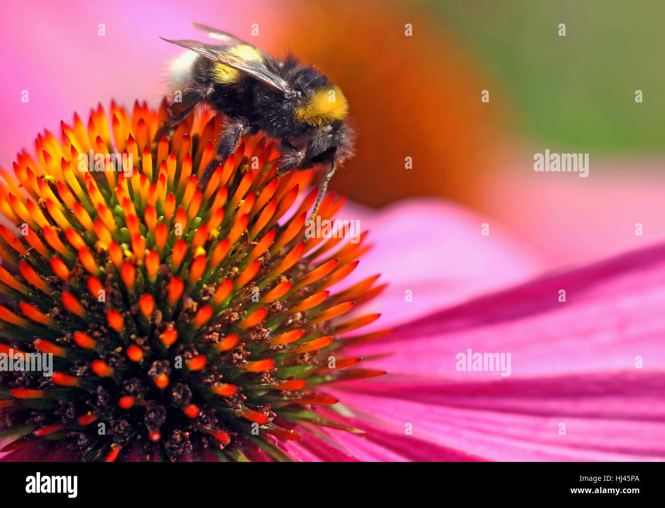 Arancione, Bumblebee, viola, parasole, pianta medicinale, Orange, brilla, brilla, Foto Stock