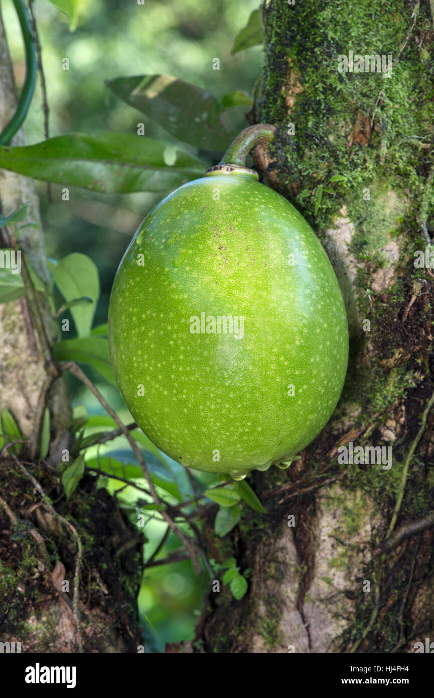 Calabash tree (Crescentia cujete), frutto acerbo, la foresta pluviale amazzonica Canande Fiume Riserva Naturale, Choco foresta, Ecuador Foto Stock